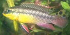 Pelvicachromis-taeniatus.jpg (4898 Byte)